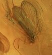 Two Fossil Caddisflies (Trichopterae) In Baltic Amber #58050-3